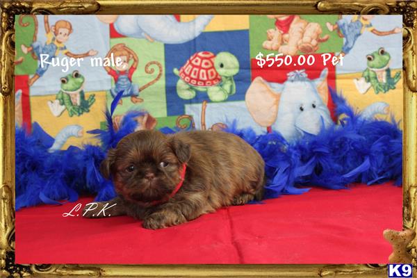 shih tzu puppy posted by little paws kennel